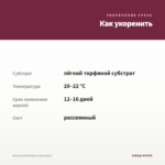 Колеус Hot Embers (срез/1шт) — как укоренить черенок