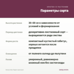 Колеус Inky Fingers (срез/1шт) — параметры сорта