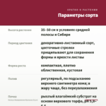 Колеус Извержение Вулкана (0,1л) — параметры сорта