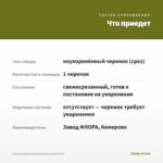 Колеус Извержение Вулкана (срез/1шт) — что приедет