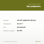 Колеус Извержение Вулкана (срез/1шт) — как укоренить черенок