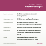 Колеус Japanese Giant (срез/1шт) — параметры сорта
