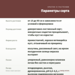 Колеус Jaspis (срез/1шт) — параметры сорта