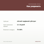 Колеус Jaspis (срез/1шт) — как укоренить черенок