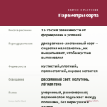 Колеус Jupiter (0,1л) — параметры сорта
