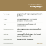 Колеус Kaleidoscope (0,1л) — что приедет