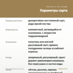 Колеус Kaleidoscope (срез/1шт) — параметры сорта