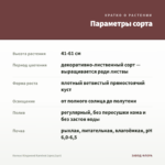 Колеус Kingwood Karnival (срез/1шт) — параметры сорта