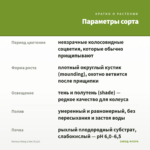 Колеус Kong Lime (0,1л) — параметры сорта