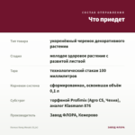Колеус Kong Mosaic (0,1л) — что приедет