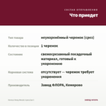 Колеус Kong Mosaic (срез/1шт) — что приедет