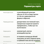 Колеус Кружево (0,1л) — параметры сорта