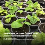 Колеус Кружево (0,1л) — в таком виде растение уходит в заказ
