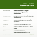 Колеус Кружево (срез/1шт) — параметры сорта