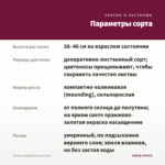 Колеус Langostino (срез/1шт) — параметры сорта