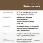 Колеус Lеmon Blush (срез/1шт) — параметры сорта