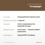 Колеус Lеmon Blush (срез/1шт) — что приедет
