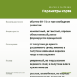 Колеус Lime Chrimp (срез/1шт) — параметры сорта