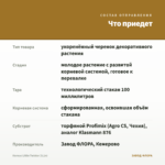 Колеус Littlе Twister (0,1л) — что приедет