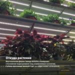 Колеус Littlе Twister (срез/1шт) — откуда растение: вертикальная ферма Завода ФЛОРА в Кемерово