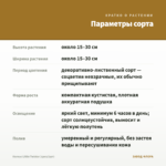Колеус Littlе Twister (срез/1шт) — параметры сорта