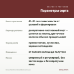 Колеус Main Street Sunset Boulevard (0,1л) — параметры сорта