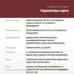 Колеус Main Street Sunset Boulevard (срез/1шт) — параметры сорта