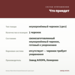 Колеус Main Street Sunset Boulevard (срез/1шт) — что приедет