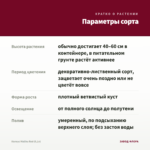 Колеус Malibu Red (0,1л) — параметры сорта