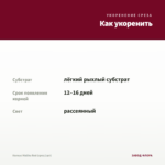 Колеус Malibu Red (срез/1шт) — как укоренить черенок