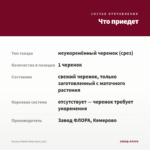 Колеус Malibu Red (срез/1шт) — что приедет