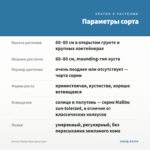 Колеус Malibu Red (срез/1шт) — параметры сорта