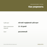 Колеус Marine Red Coral (срез/1шт) — как укоренить черенок