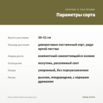 Колеус Marine Red Coral (срез/1шт) — параметры сорта