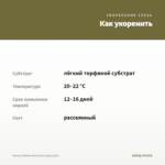 Колеус Marine Red Coral (срез/1шт) — как укоренить черенок