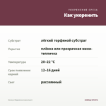 Колеус Марипоза (срез/1шт) — как укоренить черенок