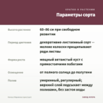Колеус Марипоза (срез/1шт) — параметры сорта