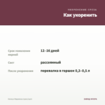 Колеус Марипоза (срез/1шт) — как укоренить черенок