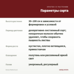 Колеус Markiz (0,1л) — параметры сорта