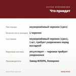 Колеус Markiz (срез/1шт) — что приедет