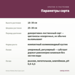 Колеус Monkey Rust (срез/1шт) — параметры сорта