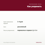 Колеус Morgan Le Fay (срез/1шт) — как укоренить черенок