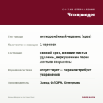 Колеус Morgan Le Fay (срез/1шт) — что приедет