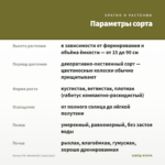 Колеус Mr. Wonderful (срез/1шт) — параметры сорта