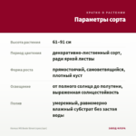 Колеус MS Beale Street (срез/1шт) — параметры сорта