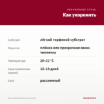 Колеус MS Beale Street (срез/1шт) — как укоренить черенок