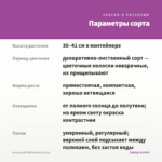 Колеус MS Fifth Avenue (0,1л) — параметры сорта