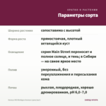 Колеус MS Michigan Avenue (срез/1шт) — параметры сорта