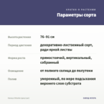 Колеус Оthello (срез/1шт) — параметры сорта