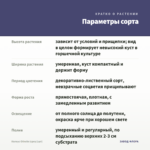 Колеус Оthello (срез/1шт) — параметры сорта